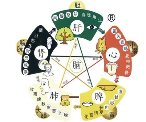 心屬|《中醫詞典》解釋「五臟」的意思